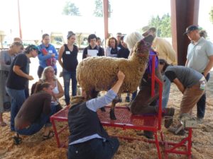 Dairy animals will be the animal focus for Small Farm School 2019.