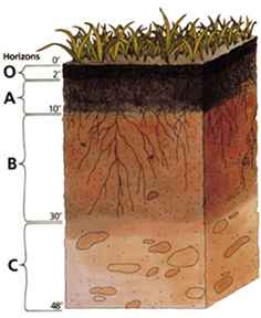 O = organic, A = surface soil, B = subsoil, C = parent rock