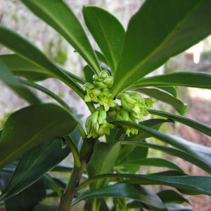 Spurge laurel has small, fragrant flowers.