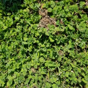 Subterranean Clover makes an excellent cover crop on this hazelnut farm.