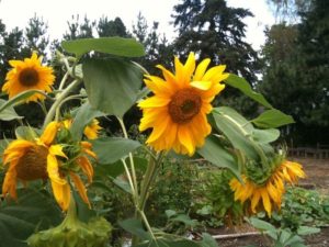 Visit the extensive garden at the CREST Center.