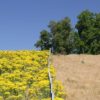 Tansy neighbors 800x400