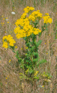 Tansy ragwort grows tall and flowers in the second year.