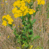 Tansy ragwort grows tall and flowers in the second year.