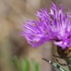 Thistle from WeedWise, Sam L 800x400