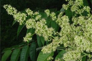 Tree of heaven flower (Photo: usda.gov)