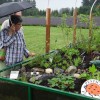 Mobile native plant garden in the rain