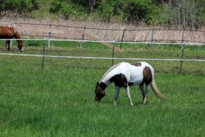 You can have a green pasture, fewer weeds, and forage for your horses with the right management practices.