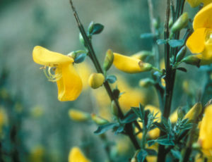 Scotch broom is a familiar invasive weed in Clackamas County.