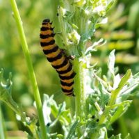 Cinnabar Moth Caterpillar Photo: Samuel Leininger, Clackamas SWCD,