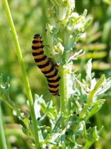 Cinnabar Moth Caterpillar Photo: Samuel Leininger, Clackamas SWCD,