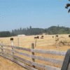 Brown pastures of summer will soon green with fall rains.