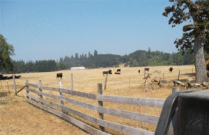 Brown pastures of summer will soon green with fall rains.