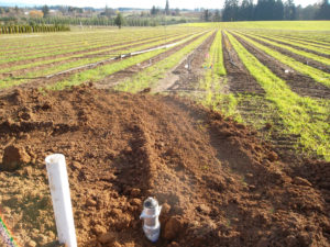 Ornamental seedling beds ready for drip irrigation.