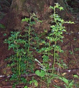 New holly plants can quickly dominate the under story of our forests.