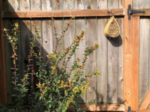 A mason bee box hangs above an evergreen huckleberry.