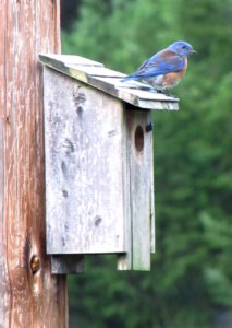 Local Beavercreek artist Rachel Denny captured this female Western bluebird and shared the photo with us.