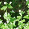 garlic mustard 800x400