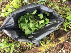 Bagged garlic mustard. Photo: Lindsey Karr, Clackamas SWCD