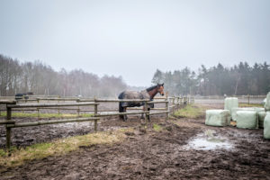 Horse in paddock standing in mud.