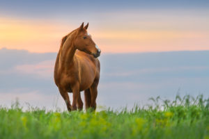 Horse in pasture with sunset