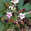 Invasive blackberry  photo by Sam Leininger