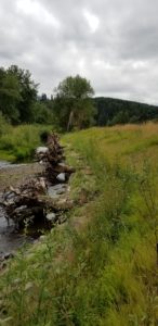 Large wood, gravel beds, and native grasses