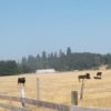 late summer pasture with animals 800x400