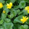 lesser celandine 800x400