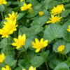 lesser celandine Sam Leininger feature photo