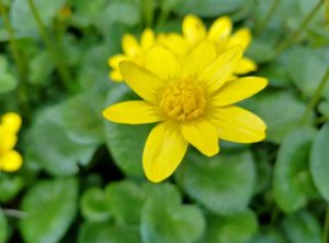 Lesser celandine flowers emerge in early spring.