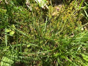 If you live in the Pacific Northwest, moss is probably already growing in your lawn. Photo by Cathy Burk