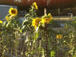 Sunflowers attract pollinators to your garden.