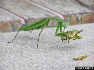 Praying Mantis with a grasshopper lunch. Chris Horne, bugwood.org