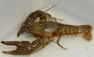 Rusty Crayfish