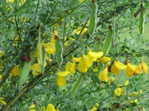 Remove Scotch broom before seed sets!