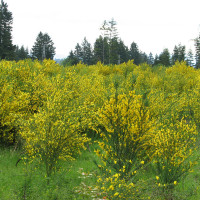 Scotch Broom provides a highly flammable fuel for wildfires. (Photo S. Leininger)