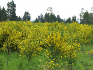 Scotch Broom provides a highly flammable fuel for wildfires. (Photo S. Leininger)