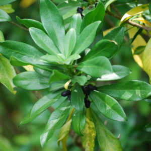 Toxic spurge laurel berries are spread by birds and rodents.