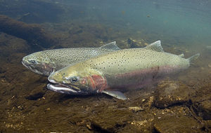 Steelhead - photo by NMFS -Southwest Fisheries Science Center