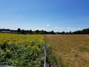 Unmanaged tansy ragwort threatens an adjacent hay field. Photo: Samuel Leininger, Clackamas SWCD