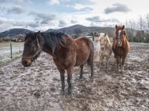 Three horses standing in mud.