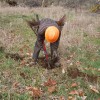 Tree planting at Milk Creek