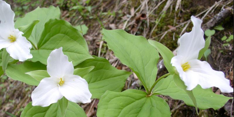 programs geology exchange 2018 January  Get Plant April Ready Sales: 2018 Native for