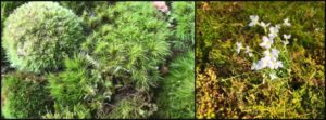 There are two kinds of moss. Photo by Cathy Burk