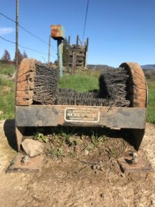 Boot Brushes at work! Note the weed seeds captured here. Photo courtesy: Emily Stevenson, Skamania County Noxious Weed Program