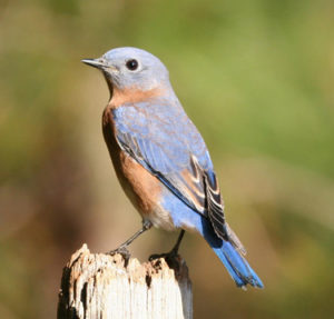 The western bluebird is listed as a “sensitive” species in the northern Willamette Valley.